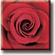 Aimant de réfrigérateur, Rose rouge