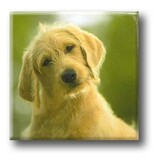 Imán de nevera, perro