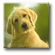 Koelkastmagneet, Hond
