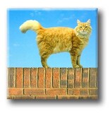 Kühlschrankmagnet, Katze an der Wand