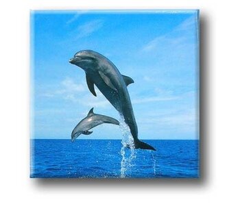 Imán De Nevera, Delfines