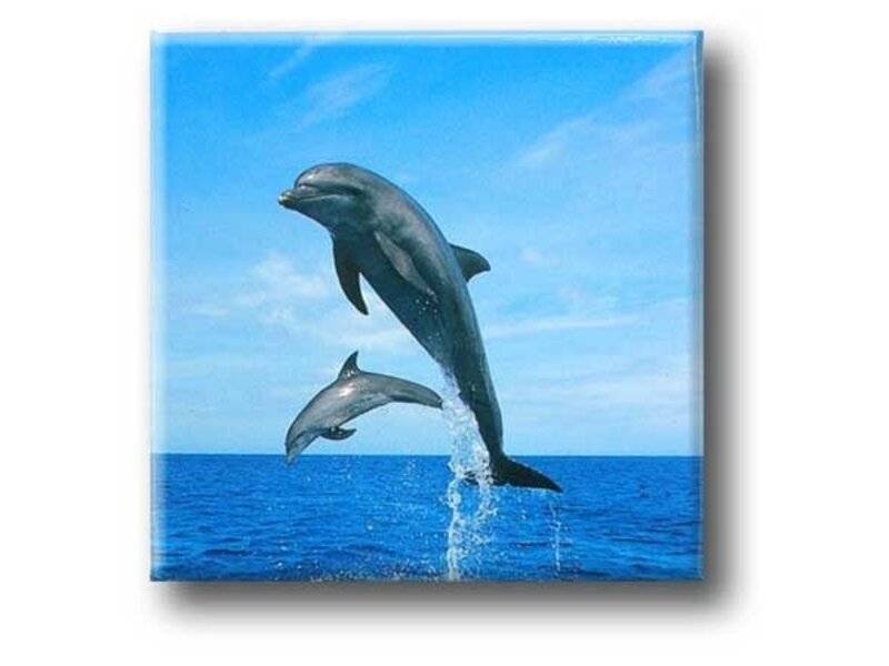 Imán De Nevera, Delfines