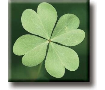 Fridge Magnet, Four Leaf Clover
