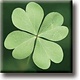 Fridge Magnet, Four Leaf Clover
