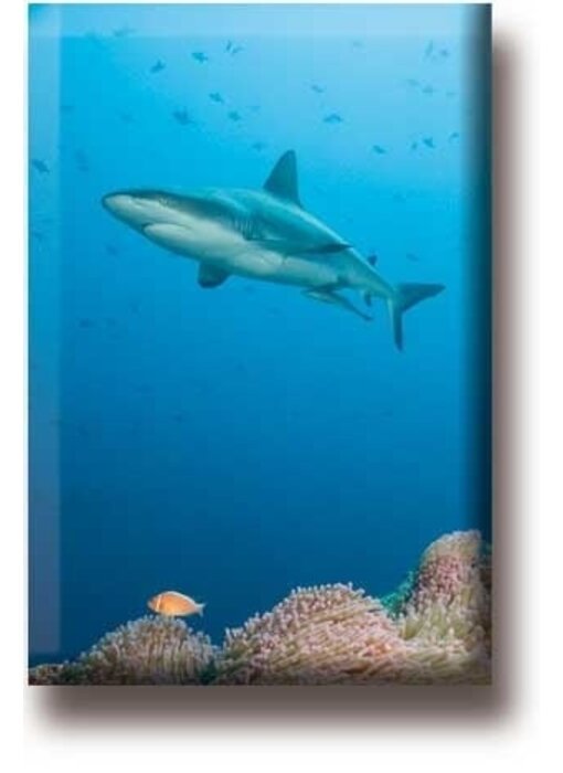 Aimant de réfrigérateur, Shark