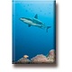 Fridge magnet, Shark