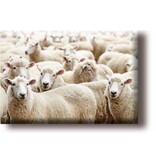 Aimant de réfrigérateur, troupeau de moutons