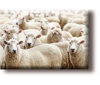 Fridge magnet, flock of sheep