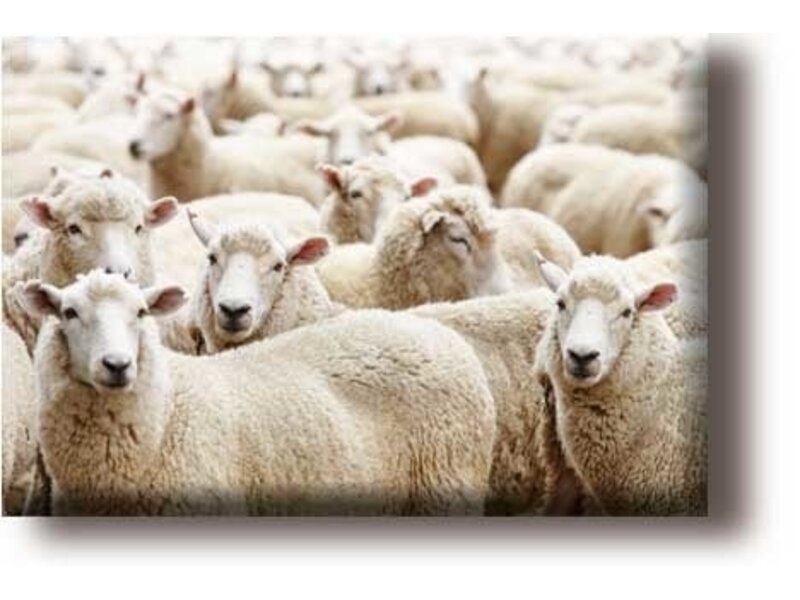 Fridge magnet, flock of sheep