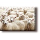 Aimant de réfrigérateur, troupeau de moutons