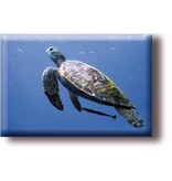 Kühlschrankmagnet, Schildkröte