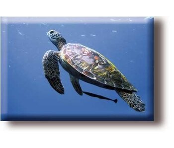 Kühlschrankmagnet, Schildkröte