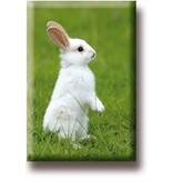 Aimant frigo, Petit lapin blanc Aimant frigo, Petit lapin blanc
