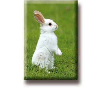 Aimant frigo, Petit lapin blanc