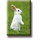 Aimant frigo, Petit lapin blanc