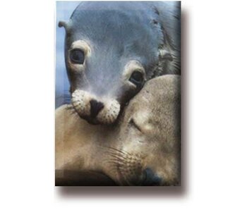 Koelkastmagneet, Zeehonden