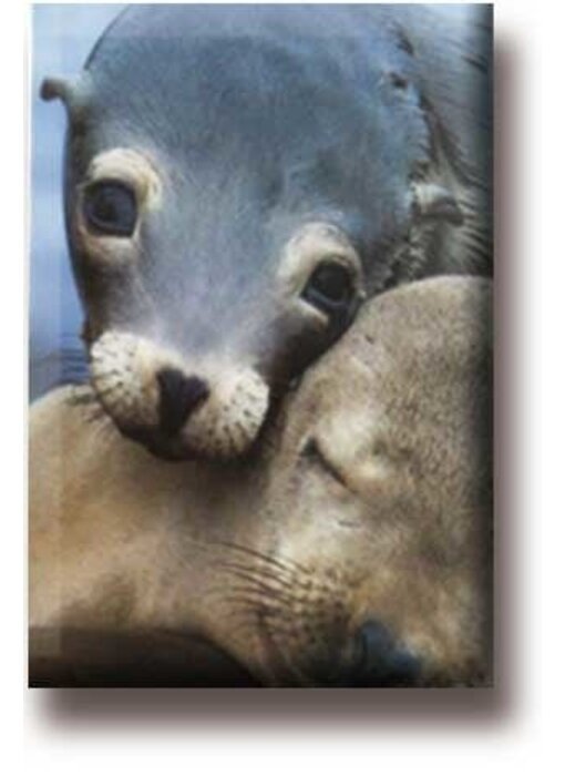 Koelkastmagneet, Zeehonden