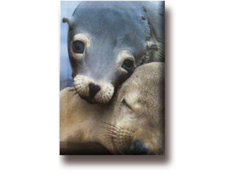 Koelkastmagneet, Zeehonden