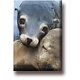 Fridge Magnet, Seals