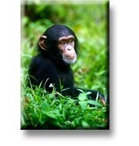 Imán de nevera, chimpancé bebé