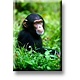 Aimant pour réfrigérateur, bébé chimpanzé
