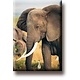 Kühlschrankmagnet, Elefant