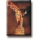 Aimant de réfrigérateur, Girafe