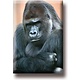 Aimant de réfrigérateur, Gorilla