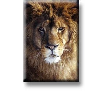 Fridge magnet, Lion head