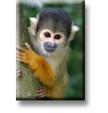 Aimant de réfrigérateur, singe écureuil
