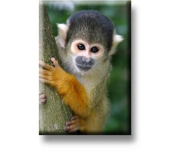 Aimant de réfrigérateur, singe écureuil