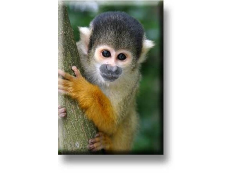 Aimant de réfrigérateur, singe écureuil