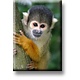 Fridge Magnet, Squirrel Monkey