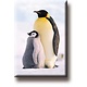 Imán de nevera, pingüinos