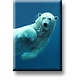 Kühlschrankmagnet, Eisbär