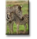 Fridge magnet, Zebra