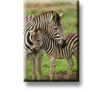 Koelkastmagneet, Zebra