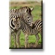 Koelkastmagneet, Zebra