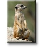 Aimant de réfrigérateur, Meerkat Aimant de réfrigérateur, Meerkat