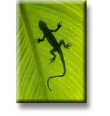 Aimant de réfrigérateur, Lézard Aimant de réfrigérateur, Lézard