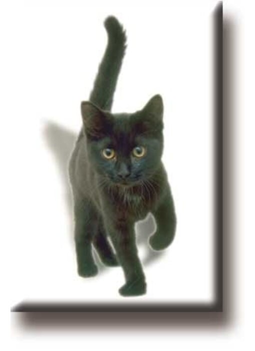 Koelkastmagneet, Kitten, poes, zwart