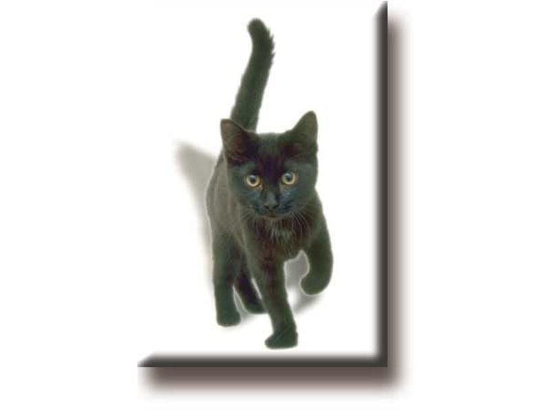 Imán de nevera, Gatito, gato, negro