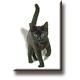 Koelkastmagneet, Kitten, poes, zwart