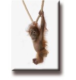 Aimant pour réfrigérateur, Bébé orang-outan Aimant pour réfrigérateur, Bébé orang-outan