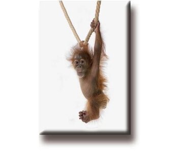 Aimant pour réfrigérateur, Bébé orang-outan