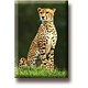 Fridge magnet, Cheetah
