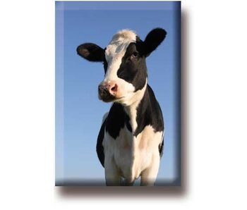 Aimant de réfrigérateur, vache, regarde dans l'appareil photo