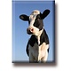 Aimant de réfrigérateur, vache, regarde dans l'appareil photo