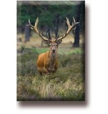 Aimant de réfrigérateur, Cerf, mâle Aimant de réfrigérateur, Cerf, mâle
