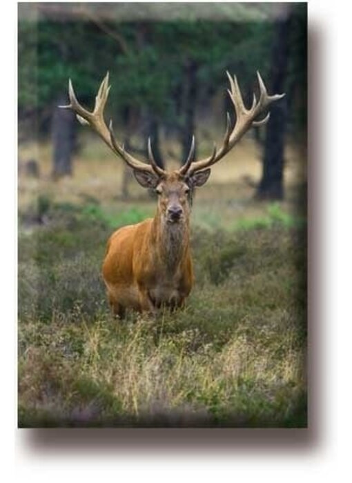 Koelkastmagneet, Hert, bok